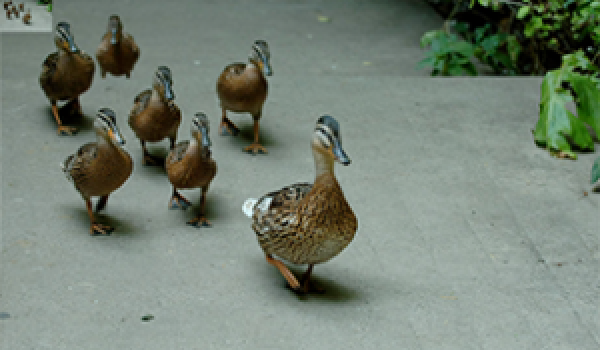 Persuasive Communication